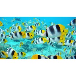 Choosing New Home For Your Tropical Fish Coral And Invertebrate